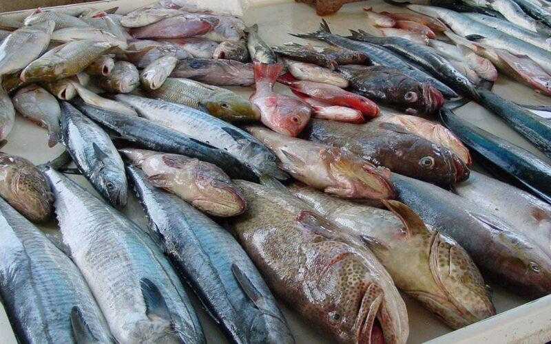 تغيير في أسعار الأسماك اليوم الأحد في سوق العبور